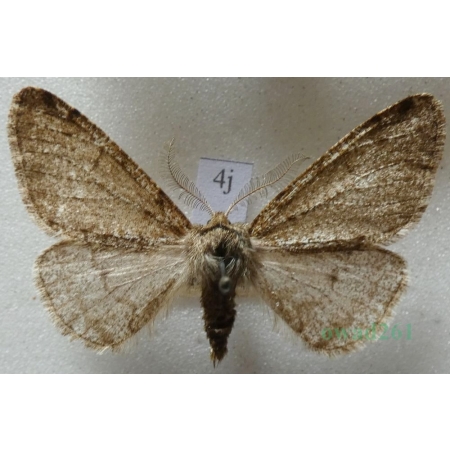 Phigalia pilosaria (Denis & Schiffermüller, 1775) male Włochacz naśnieżek Czech4j